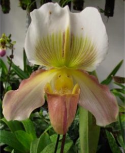 Growing Orchids