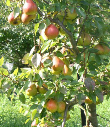 pear tree