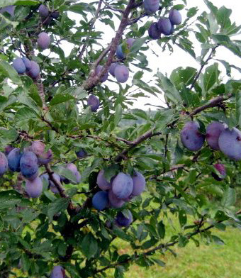 plum tree