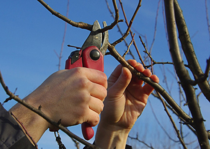 close-up of branch pruning