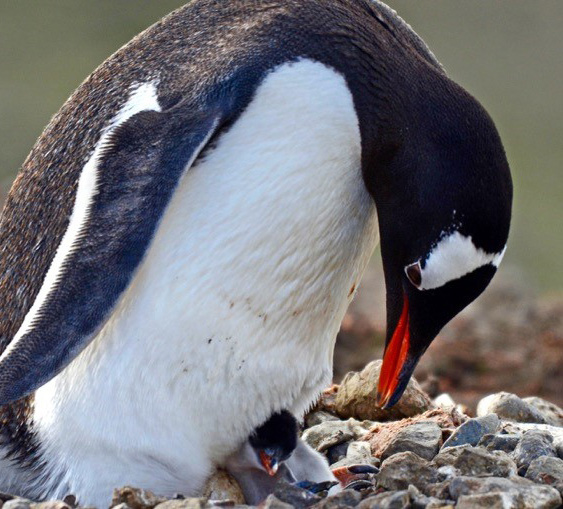 penguin with chick