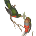 graphic of 2 birds on branch