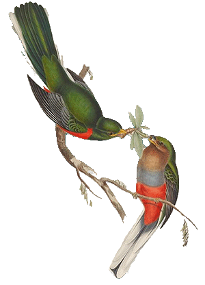 graphic of 2 birds on branch